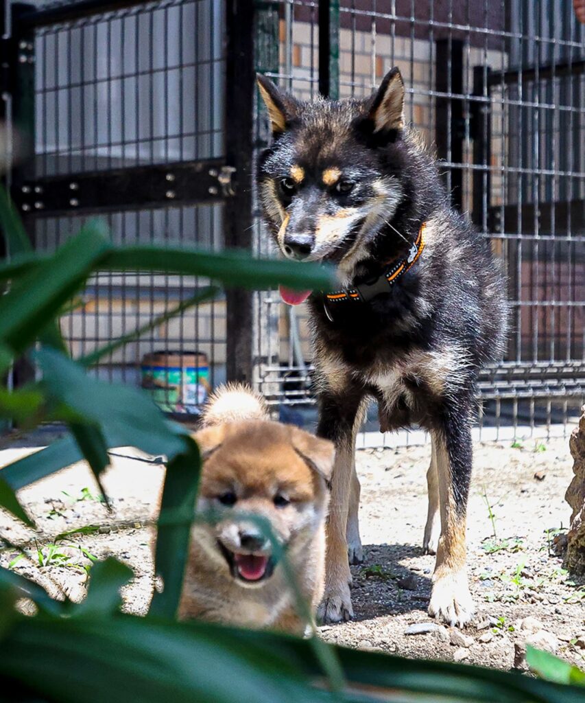黒柴と茶柴の赤ちゃん