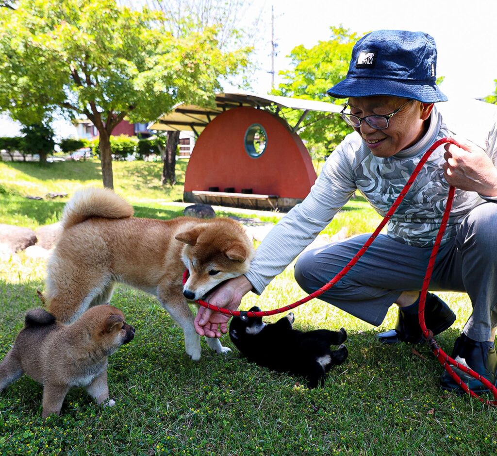 富双緑地公園で代表と柴犬たちが遊んでいる様子