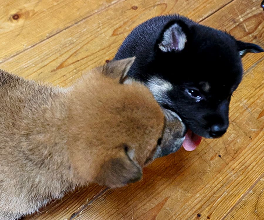 黒柴と茶柴の赤ちゃん