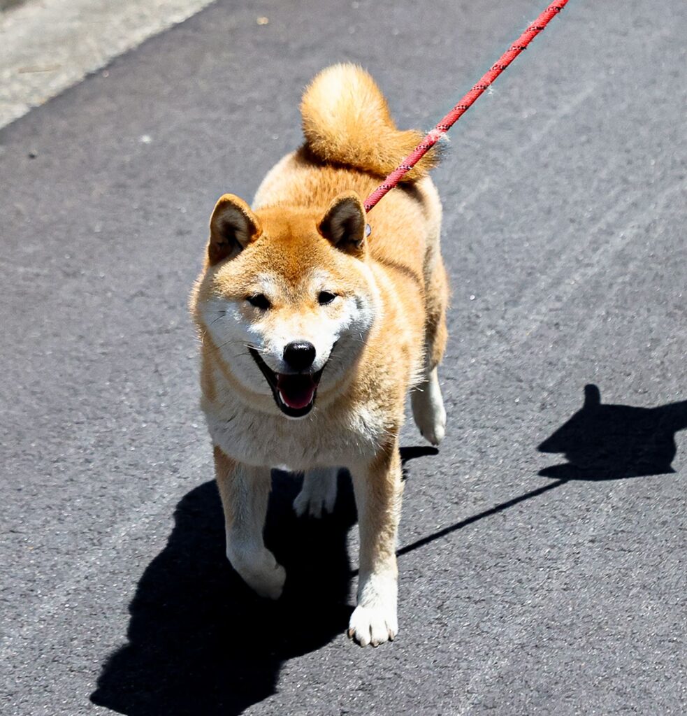 柴犬と散歩している様子