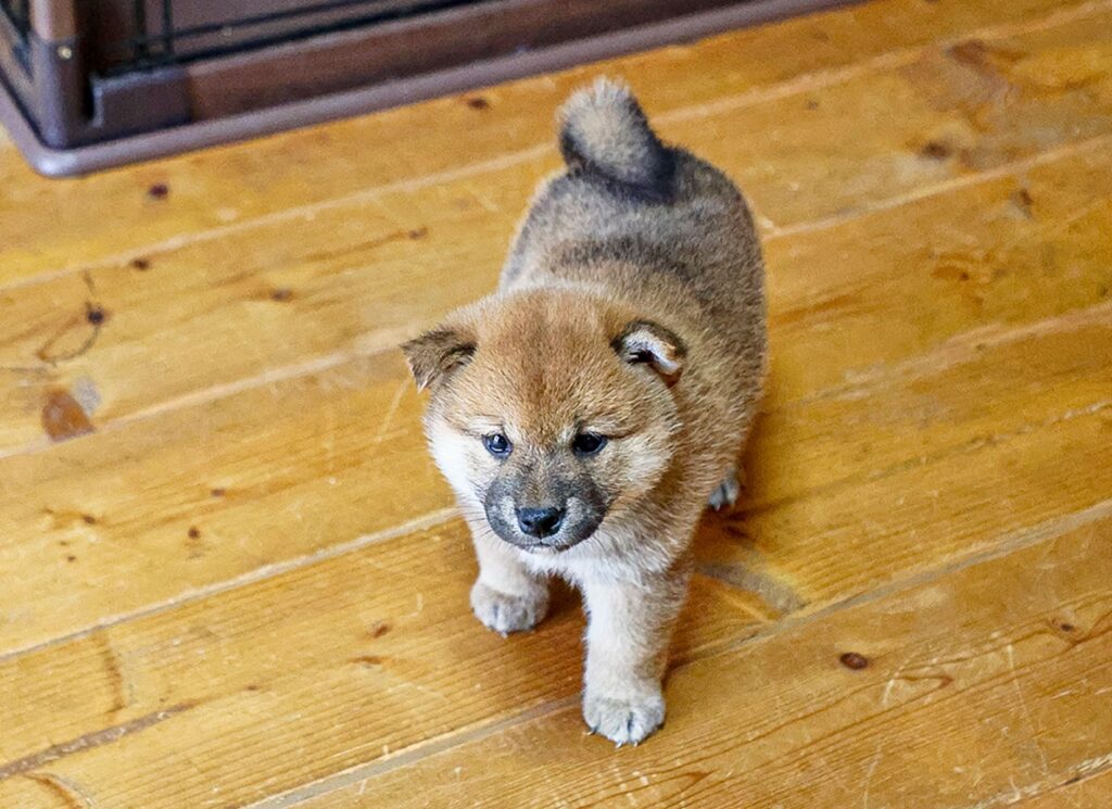 赤ちゃん茶柴犬