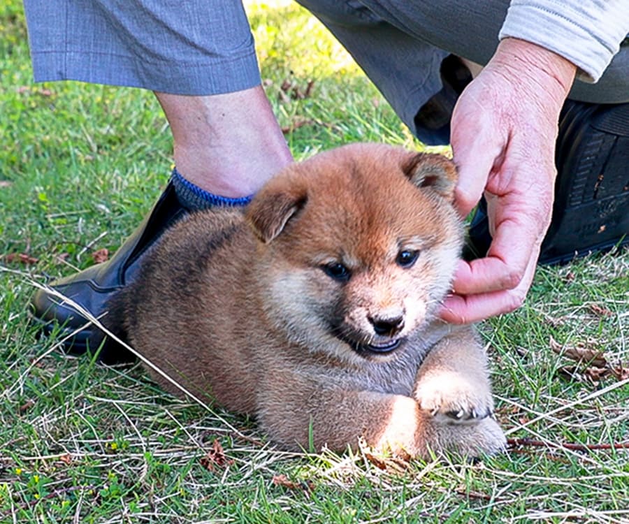 赤ちゃん茶柴犬